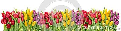 Fresh spring tulip flowers. Colorful floral border. Holidays Stock Photo