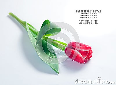 Fresh spring tulip on white Stock Photo