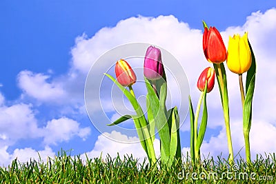 Fresh spring tulips Stock Photo