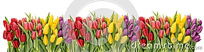 Fresh spring tulips water drops. Flower border Stock Photo