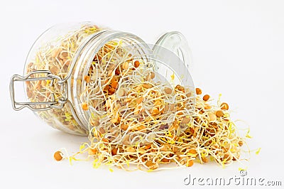 Fresh Sprouting Lentils In A Glass storage jar Stock Photo