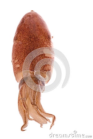 Fresh Squid Isolated Stock Photo