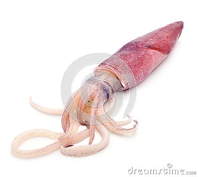 Fresh squid Stock Photo