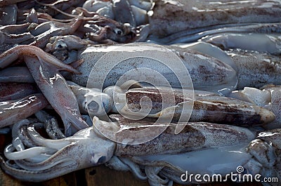 Fresh squids on the stall, calamary raw, seafood counter. Stock Photo