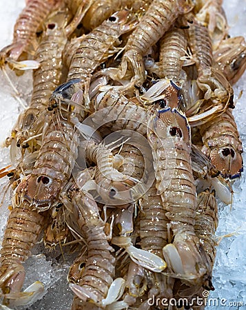 Fresh Squilla Mantis shrimps or sea cicadas at seafood market Stock Photo