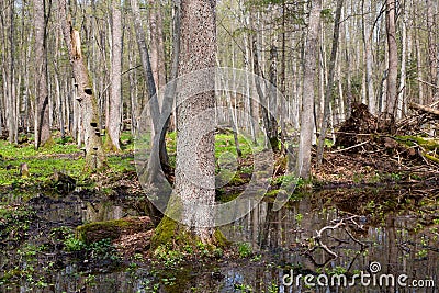 Fresh stand of Bialowieza Forest in spring Stock Photo