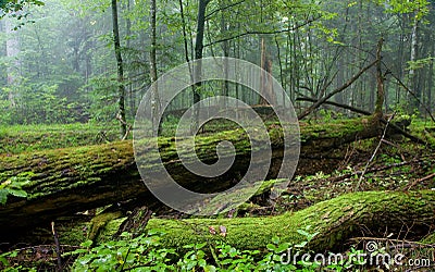 Fresh stand of Bialowieza Forest in summer Stock Photo