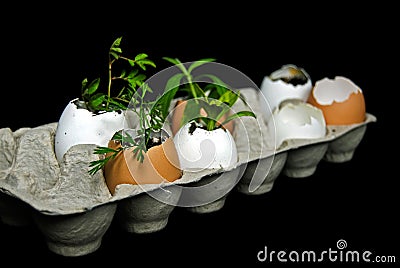 plants in egg shell in paper carton Stock Photo