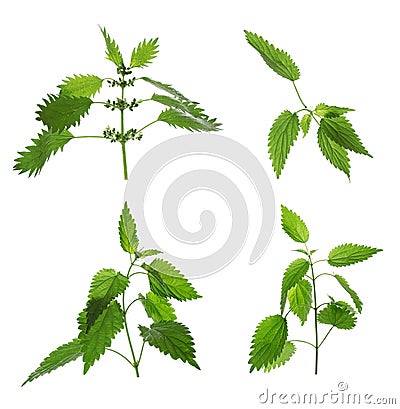 Fresh stinging nettle plants on white background, collage Stock Photo