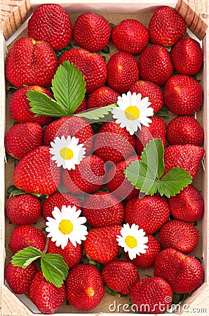Fresh strawberries with daisy flowers Stock Photo