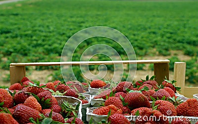 Fresh strawberries from field Stock Photo