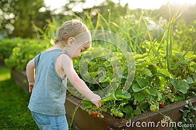 Fresh strawberries ripening on bushes at organic strawberry farm. Cute toddler boy harvesting fruits and berries at home garden Stock Photo
