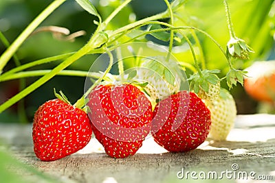 fresh strawberries on wooden background, close up Stock Photo