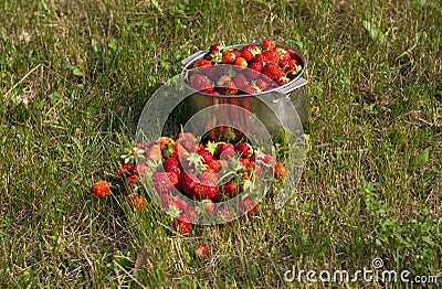Fresh strawberry photo Stock Photo