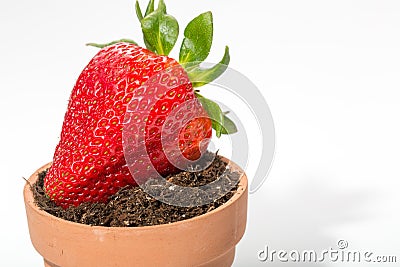 Fresh strawberry soil and planter Stock Photo