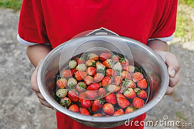 Fresh strawbery fruit in bowl on hand Stock Photo