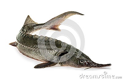 Fresh sturgeon fish isolated on white Stock Photo