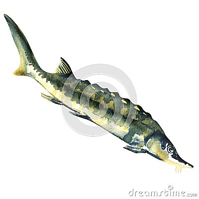 Fresh sturgeon fish isolated on white background Stock Photo