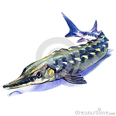 Fresh sturgeon fish isolated on white background Stock Photo