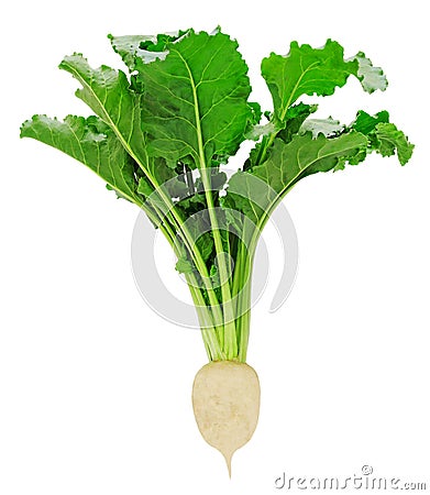 Fresh sugar beet with leaves Stock Photo