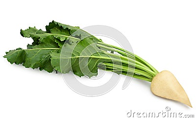 Fresh sugar beet with leaves Stock Photo