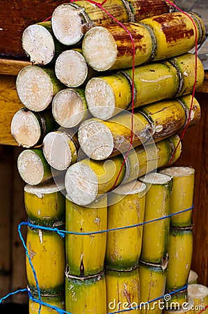 Fresh Sugar Cane Stock Photo