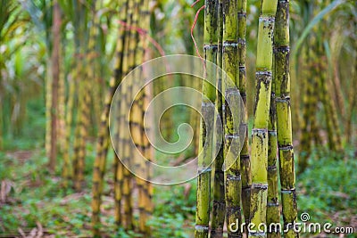 Fresh sugarcane in garden Stock Photo