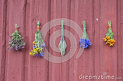 Fresh summer healthy medical flowers bunch on wall Stock Photo