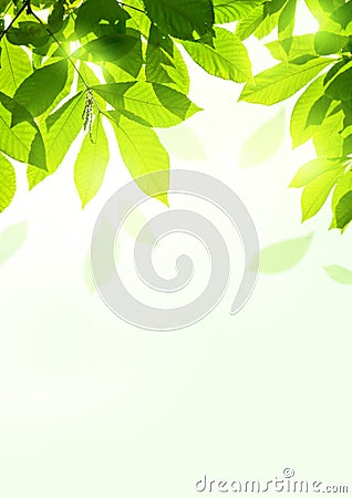 Fresh Summer Leaves Stock Photo