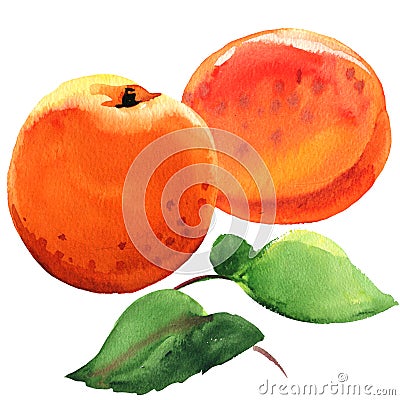 Fresh sweet apricot fruit, two juicy ripe apricots with green leaves, isolated, drawn watercolor illustration on white Cartoon Illustration
