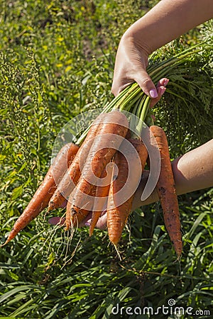 Fresh, sweet carrots. Organic vegetables. Healthy food. Stock Photo