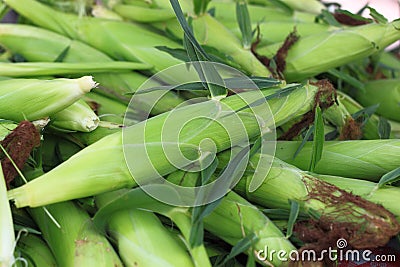 Fresh Sweet Corns Stock Photo