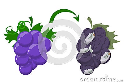 Fresh sweet grape becomes rotten isolated Stock Photo