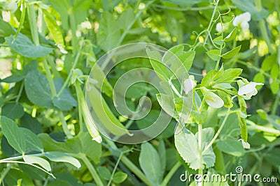 Fresh sweet green pea pod with flowers, growing young sugar snap peas in the garden, outdoors Stock Photo