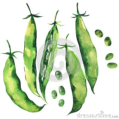 Fresh sweet green pea pod, peas, young sugar snap peas, isolated, hand drawn watercolor illustration on white Cartoon Illustration