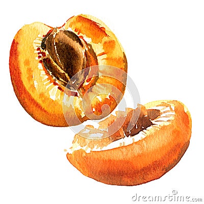 Fresh sweet half apricot fruit, juicy ripe organic apricot closeup isolated, hand drawn watercolor illustration on white Cartoon Illustration