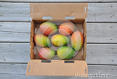 Fresh sweet mangoes Stock Photo