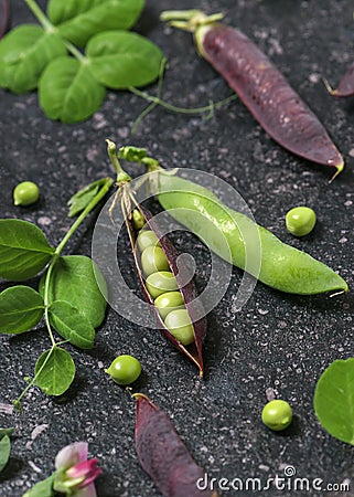 Fresh sweet peas in purple pod with flowers and leaves on rustic black background. Stock Photo
