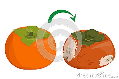 Fresh sweet persimmon becomes rotten and bad Stock Photo