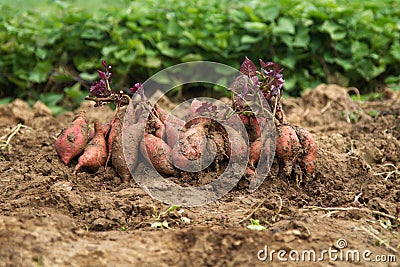 Fresh sweet potato organic farm Stock Photo