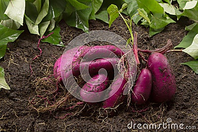 Fresh sweet potato produce on dirt harvested from biological organic farm Stock Photo