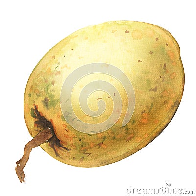 Fresh sweet Sapodilla fruit, whole isolated object, watercolor illustration on white Cartoon Illustration