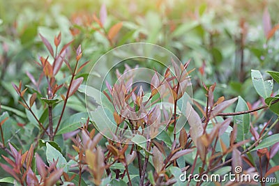 Fresh syzygium austral Australian Rose Apple, Brush Cherry, Creek Lily Pilly, Creel Satinash on blur nature backgr Stock Photo