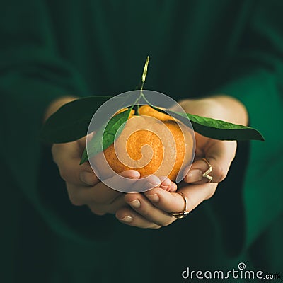 Fresh tangerine citrus fruit in hands of lady, square crop Stock Photo