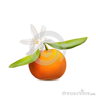 Fresh tangerine fruit with green leaves and flower. Photo-realistic vector illustration. Cartoon Illustration