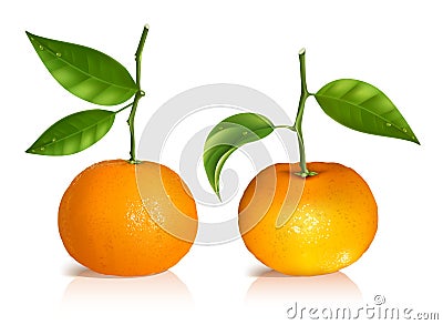 Fresh tangerine fruits with green leaves. Vector Illustration