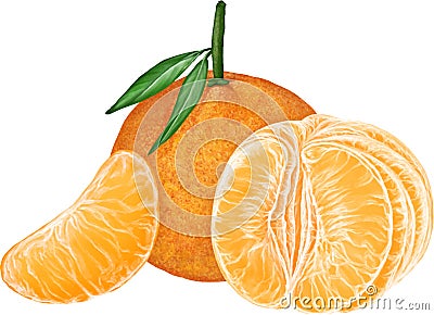Fresh tangerines citrus fruit illustration Vector Illustration