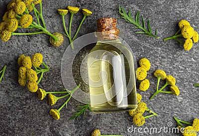 Tansy cow bitter fresh herb natural oil Stock Photo