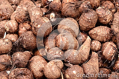 Fresh taro root( Stock Photo