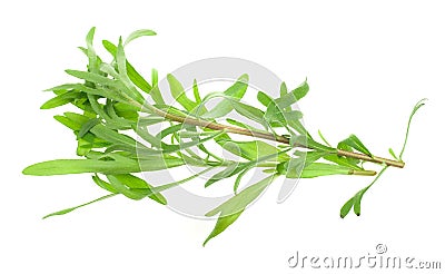 Fresh tarragon herb Stock Photo